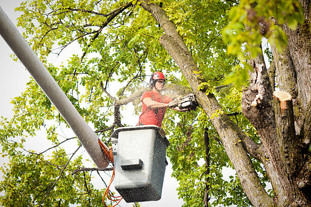 How Our Tree Care Process Works  in  Dundee, NY