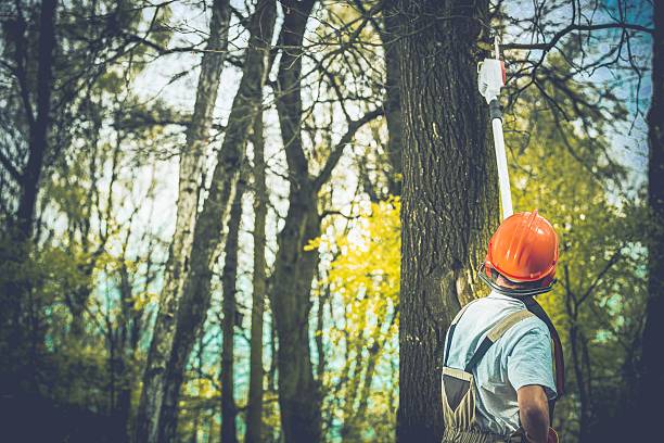 Best Tree Trimming and Pruning  in Dundee, NY